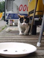 http://blog.kiss-cafe.jp/image/chima-thumbnail4.jpg