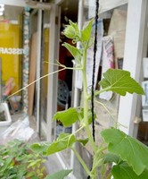 http://blog.kiss-cafe.jp/image/pump002-thumbnail4.jpg